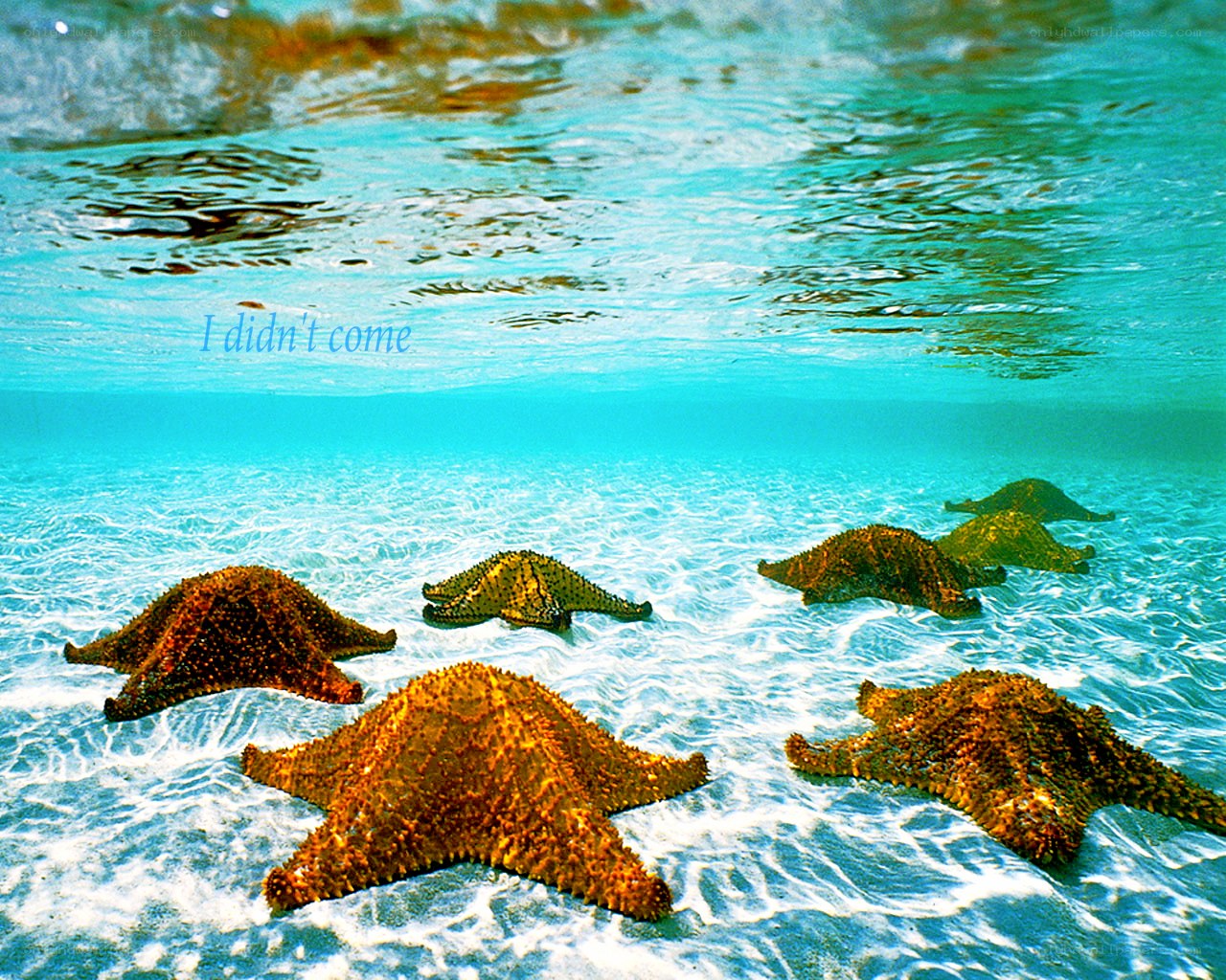 Starfish on the ocean floor