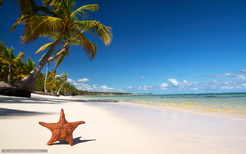 Starfish on tropical beach