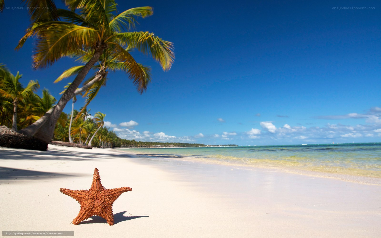 Starfish on tropical beach