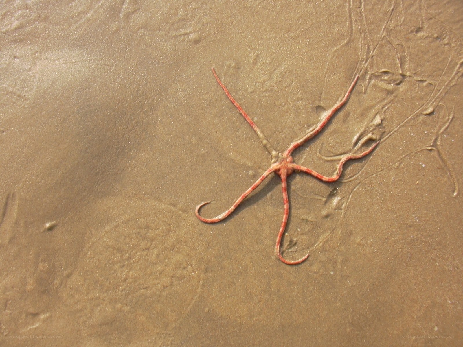 starfish on wet sand