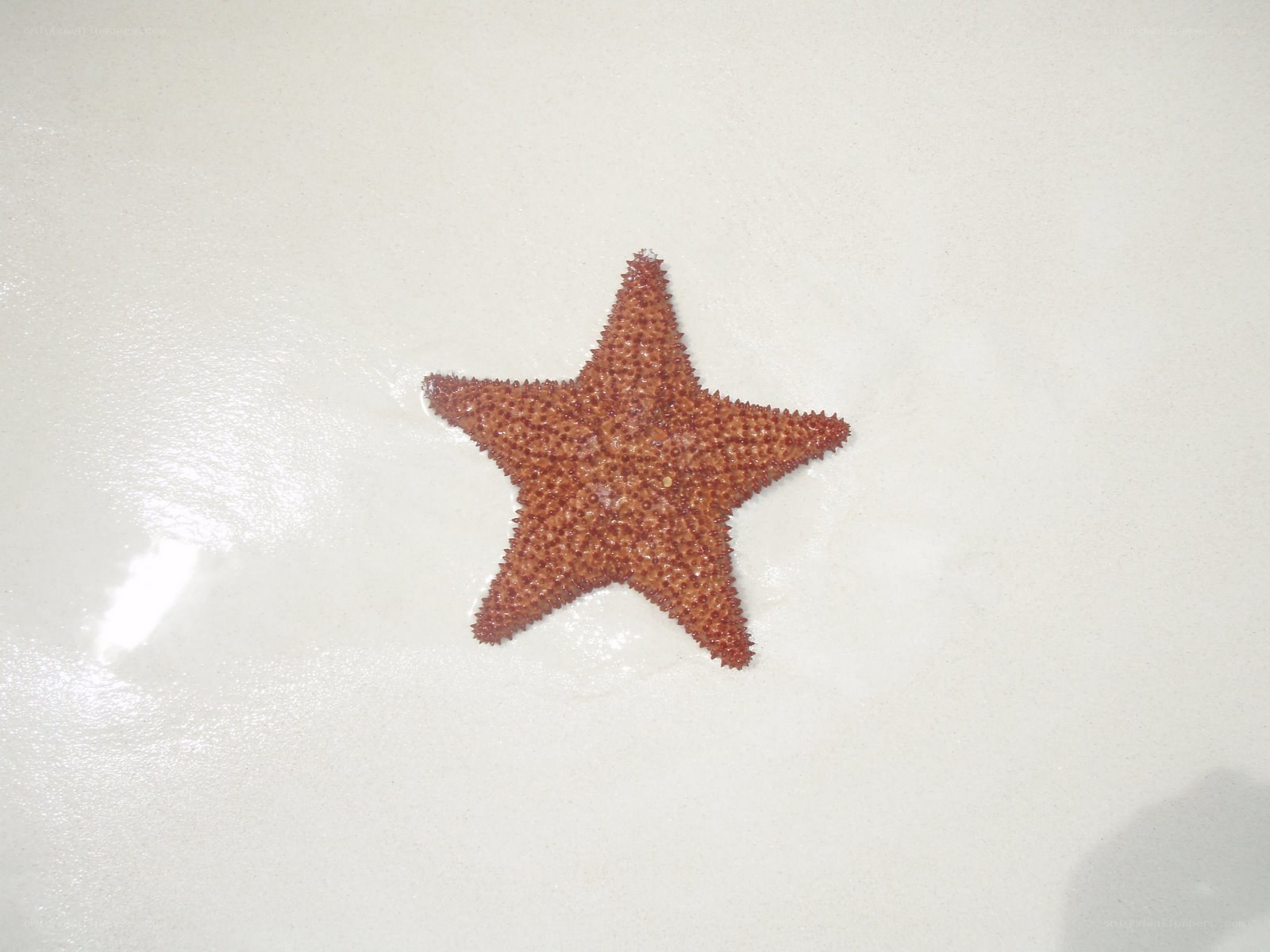 starfish on wet sand