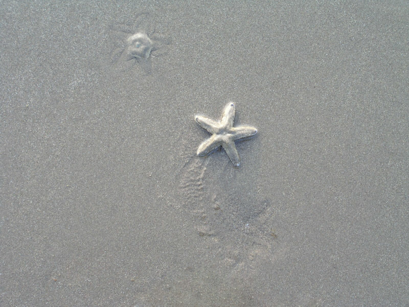 starfish on wet sand