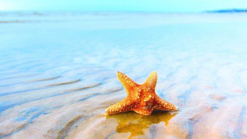 Starfish on Wet Sand — Blue, Serene, Afternoon