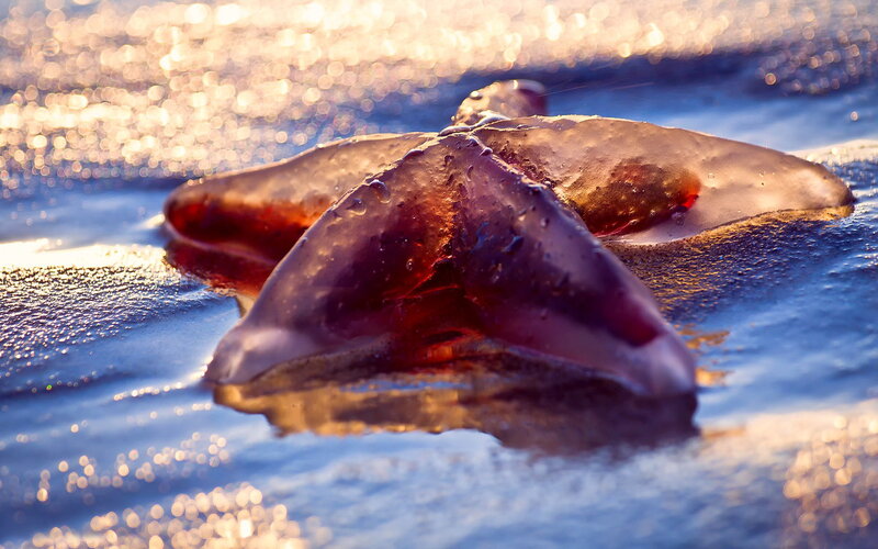 Starfish on Wet Sand — Blue