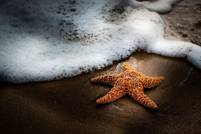 Starfish on Wet Sand — Brown, Dramatic