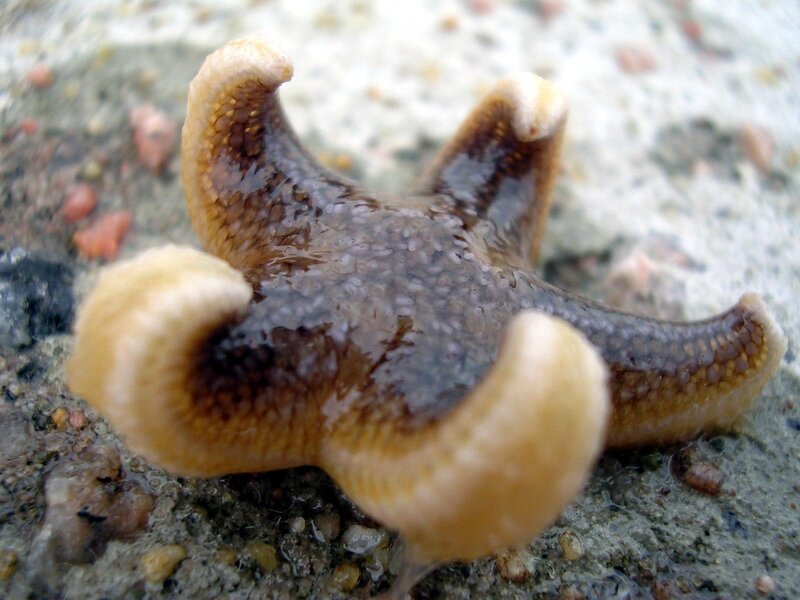 Starfish on Wet Sand — Brown, Natural