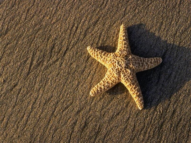 Starfish on Wet Sand — Brown