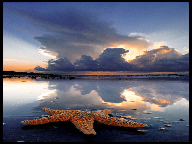 Starfish on Wet Sand — Orange, Dramatic