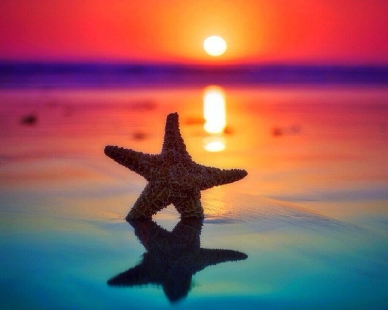 Starfish on Wet Sand — Orange, Serene