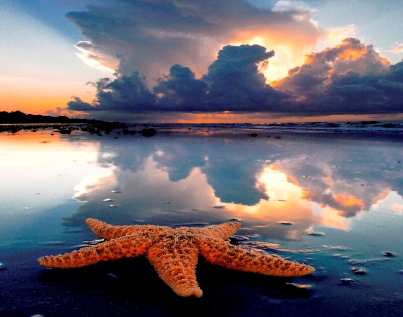 Starfish on Wet Sand — Orange
