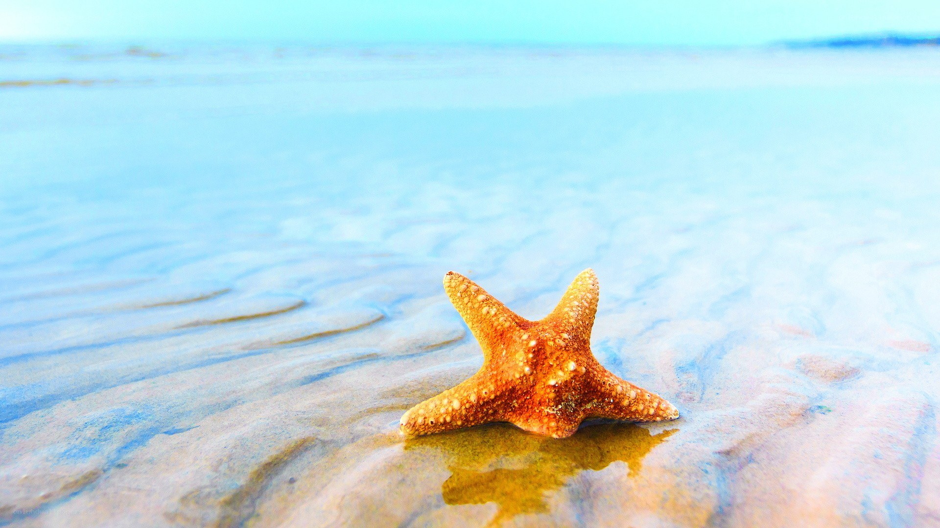 starfish on wet sand