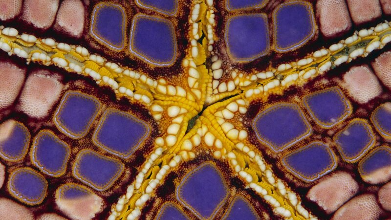 starfish under microscope
