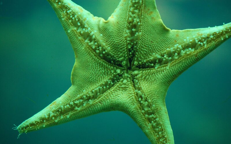 Starfish Underwater — Green