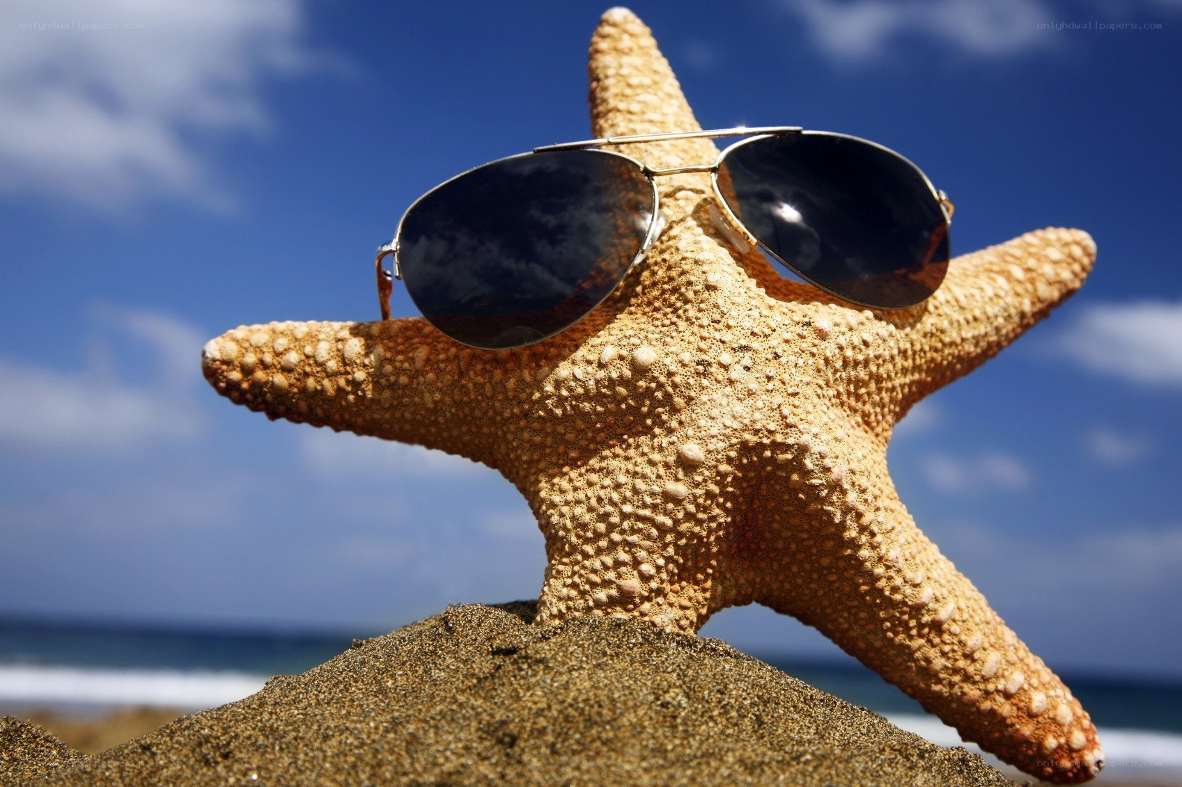 starfish wearing sunglasses