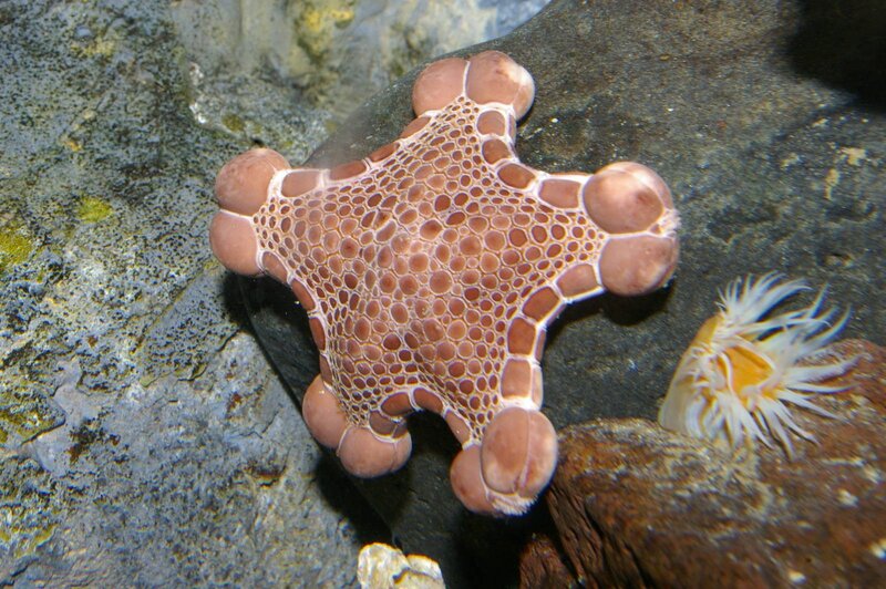 Starfish with bubble-like texture