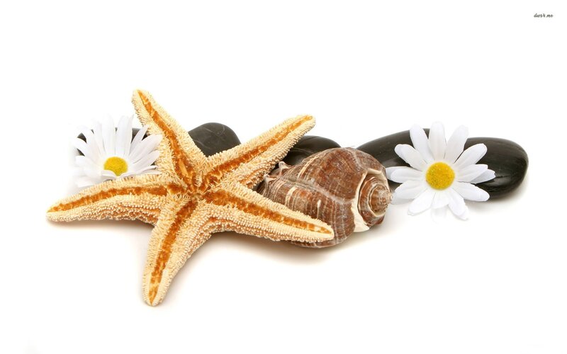 Starfish with Seashells