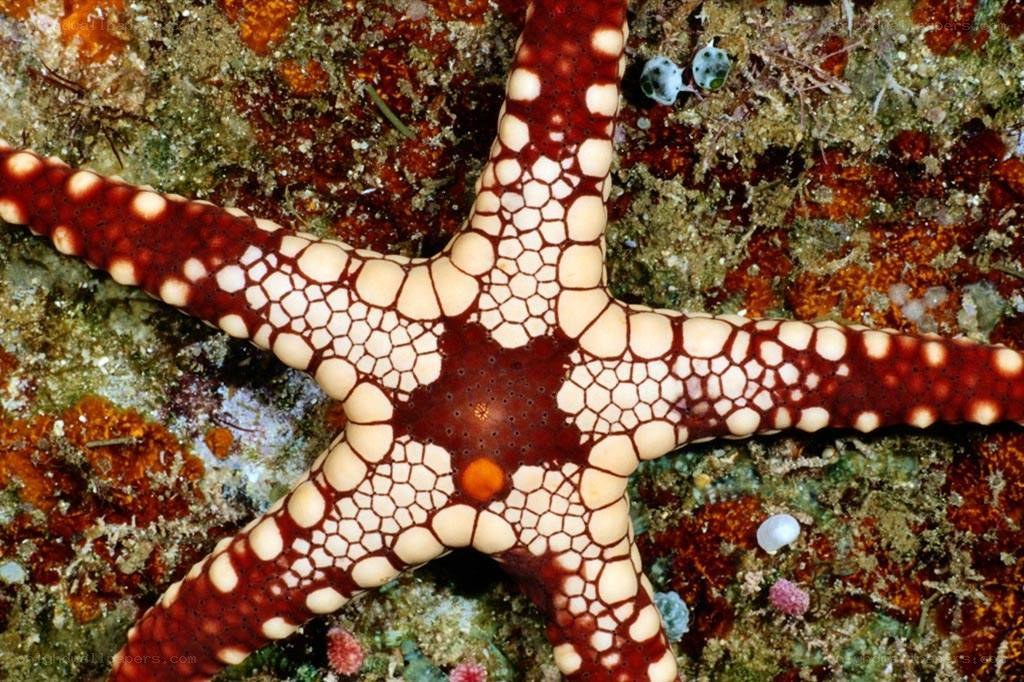 Starfish with spotted pattern