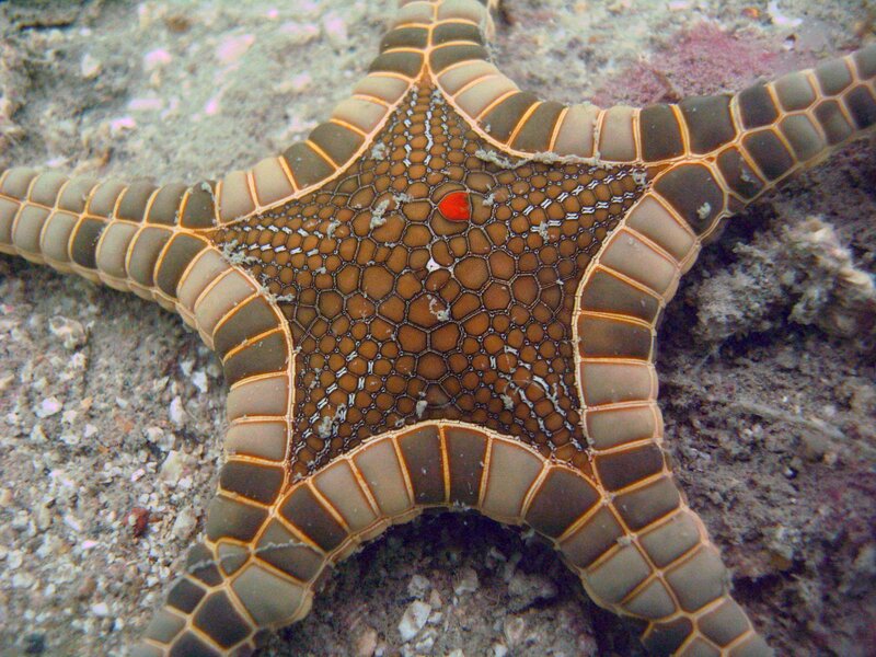 starfish with textured skin