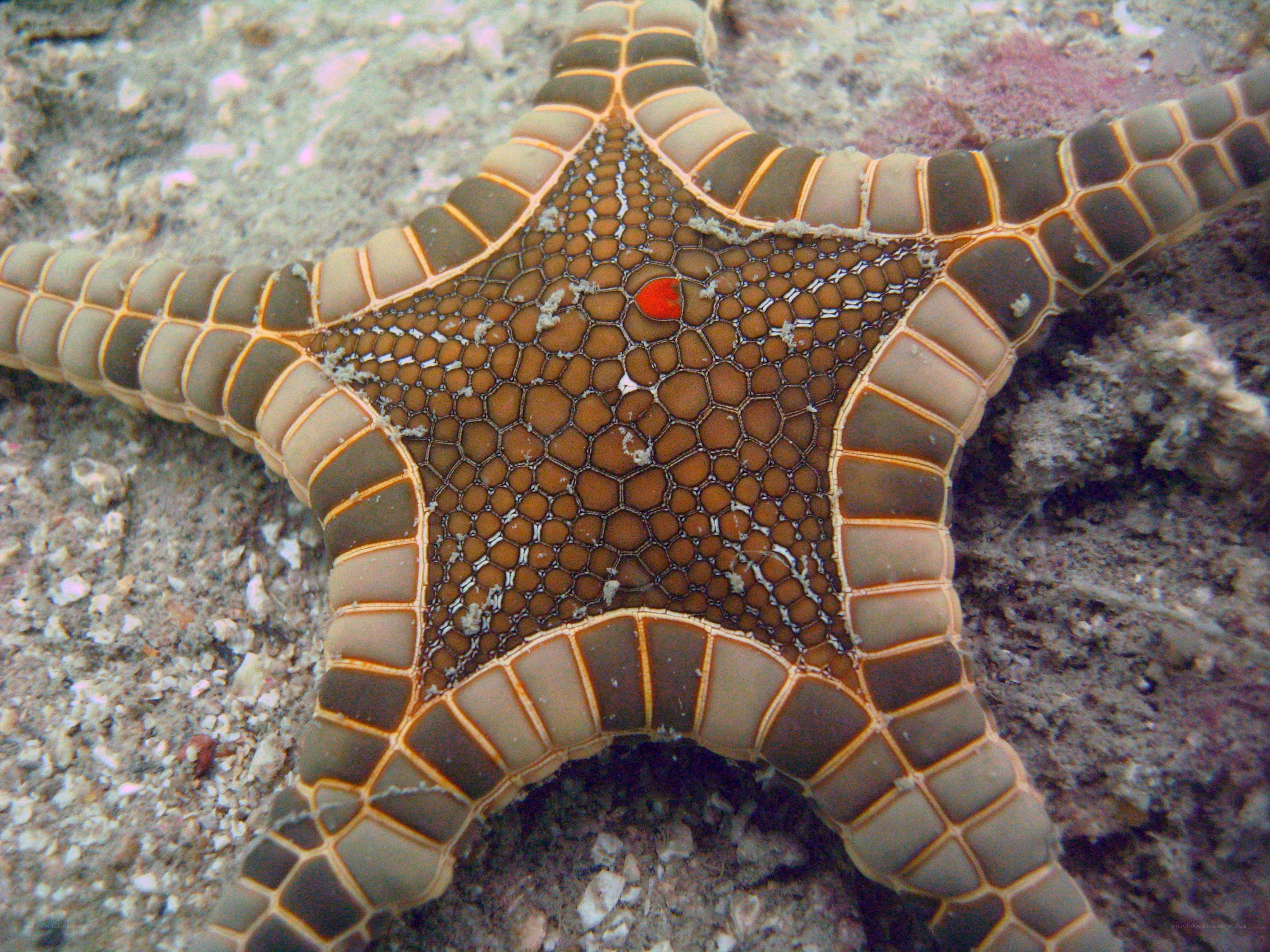 starfish with textured skin