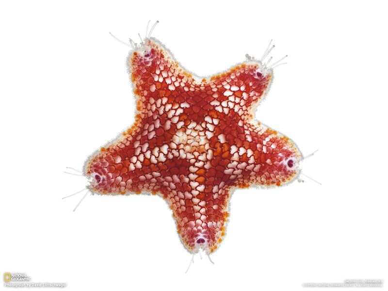 Starfish with Tube Feet — Red