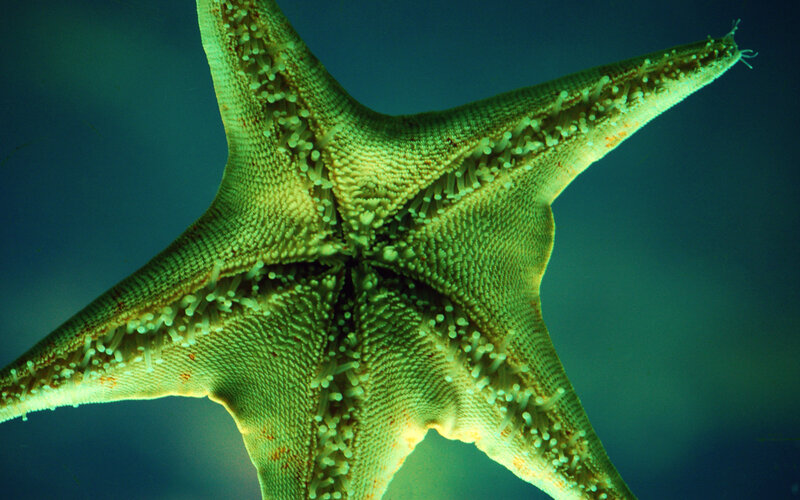 Starfish with Tube Feet