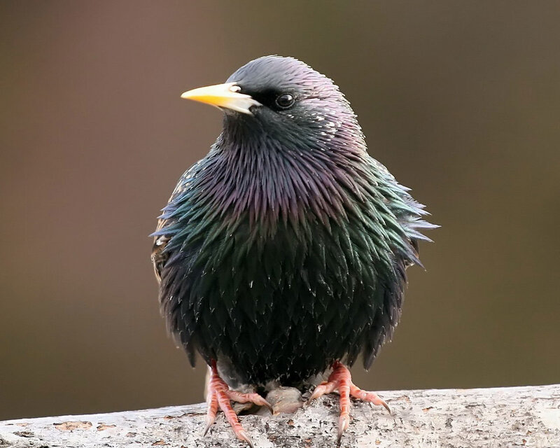 starling bird on a branch