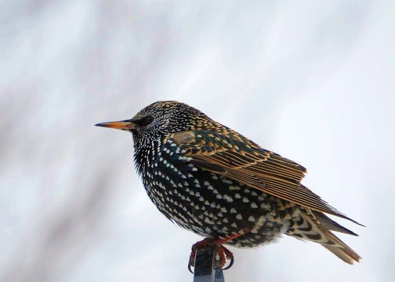 starling bird on a perch