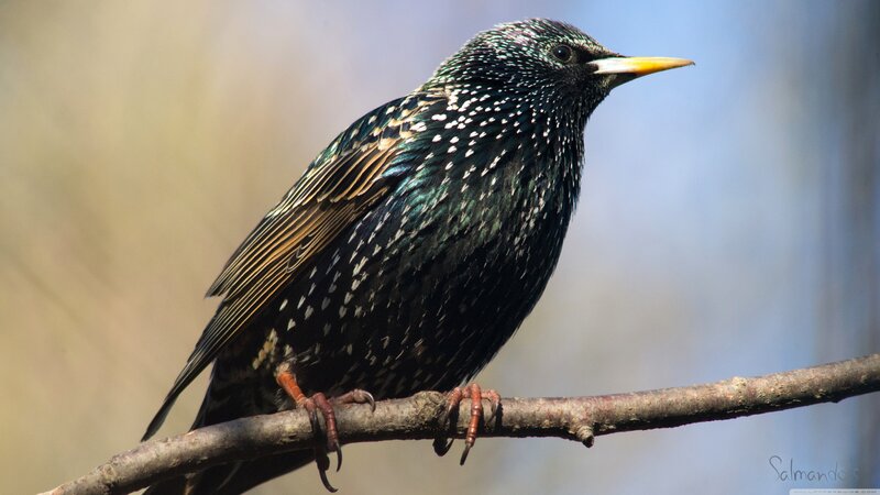 Starling Bird on Branch — Black