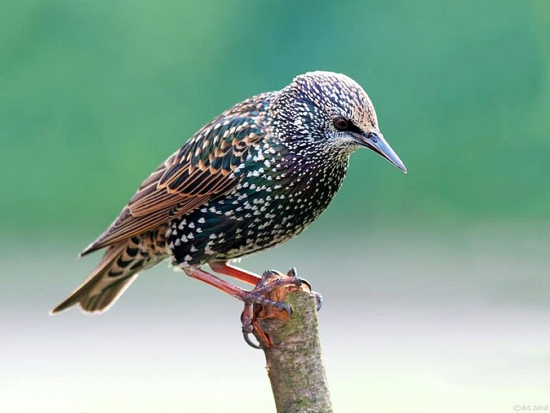 Starling Bird on Branch