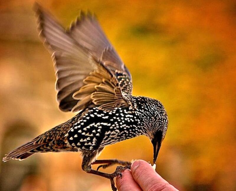 Starling Bird on Hand