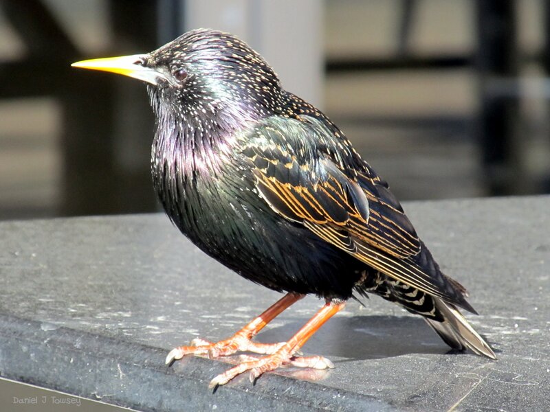 Starling Bird on Surface