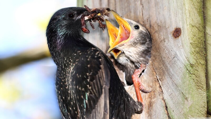 Starling Feeding Chick