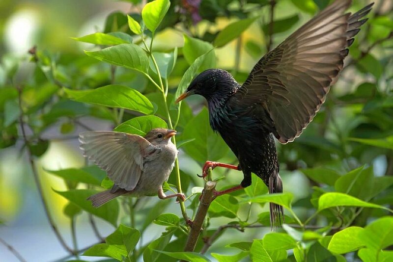 Starling feeding its chick
