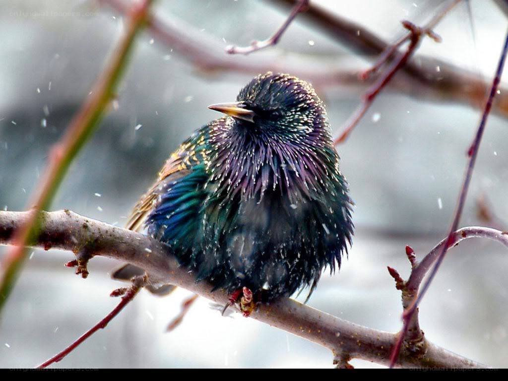 starling in the snow