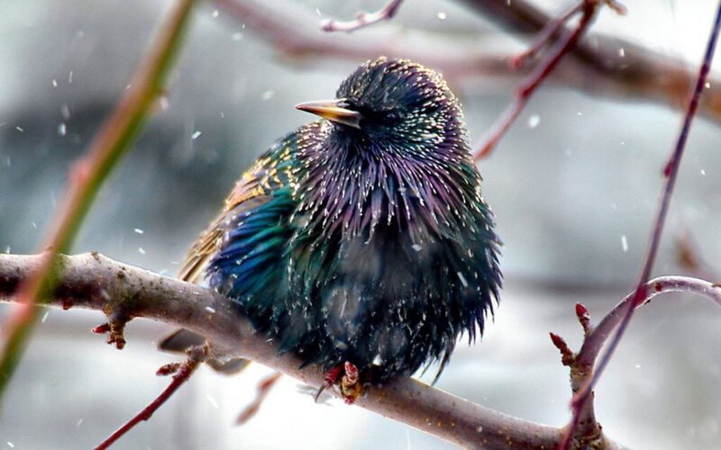 Starling on a Branch — Blue, Cold