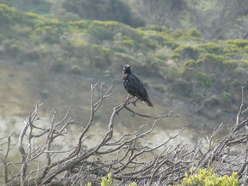 Starling on a Branch — Brown