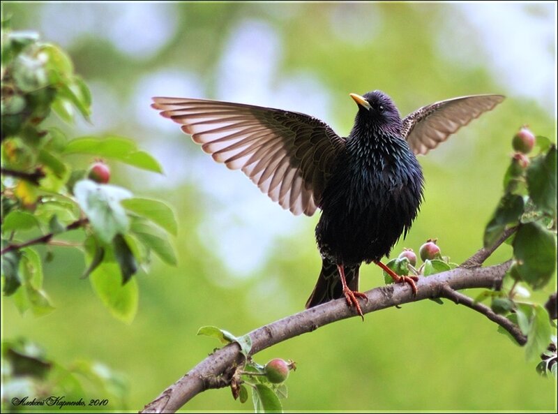 Starling on a Branch — Green