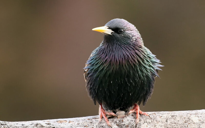 starling on a branch