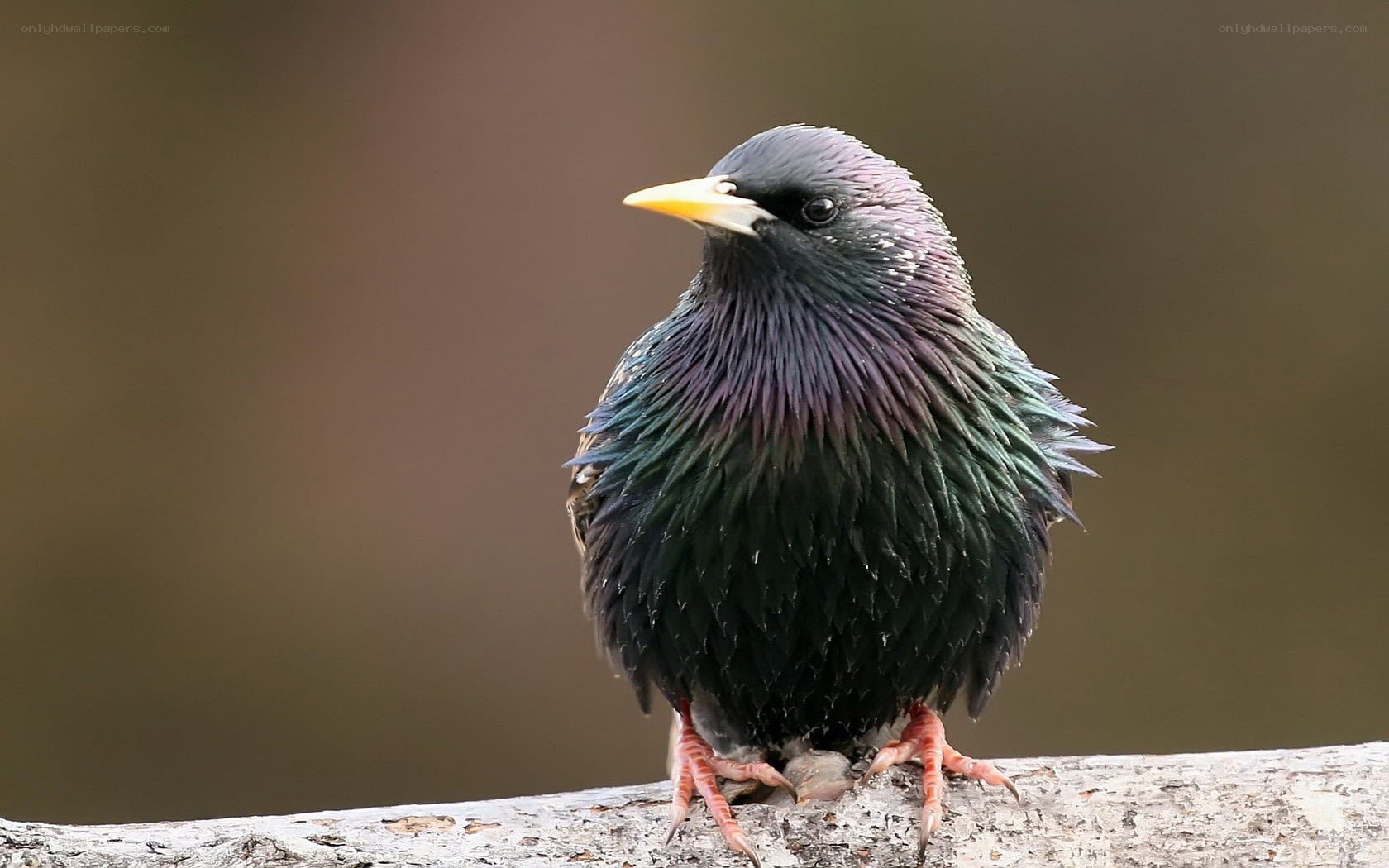starling on a branch