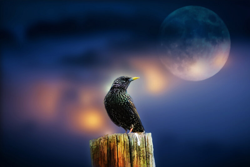 Starling on a post at night