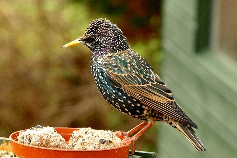 Starling on Bird Feeder
