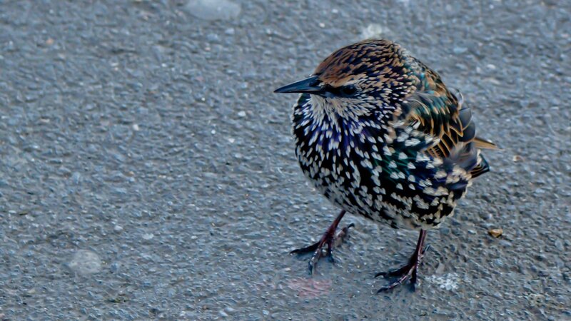 starling on pavement