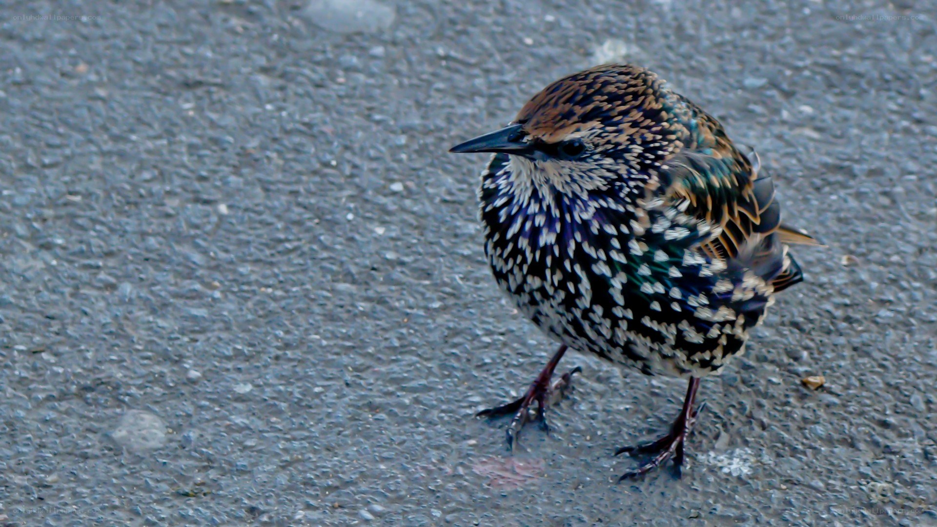 starling on pavement
