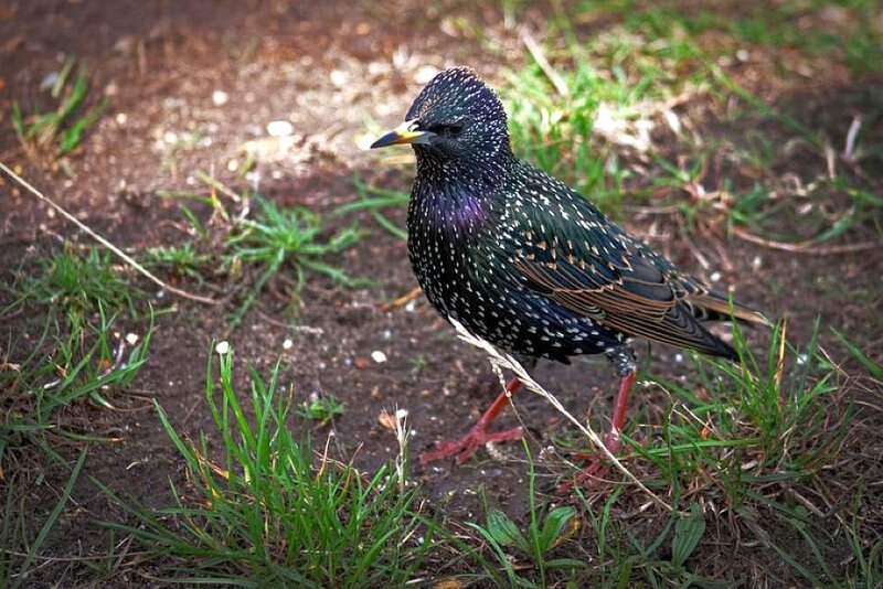 starling on the ground