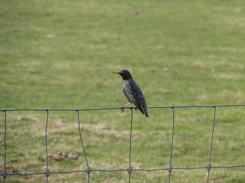 Starling on Wire Fence
