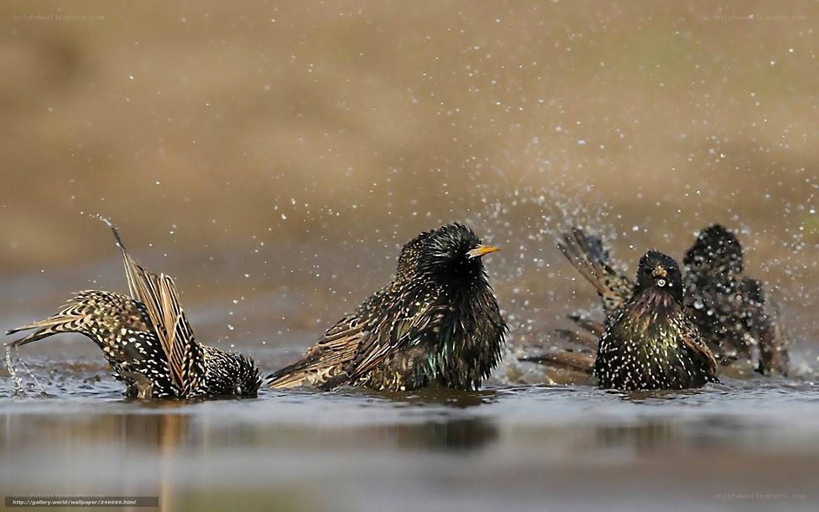starlings bathing in water