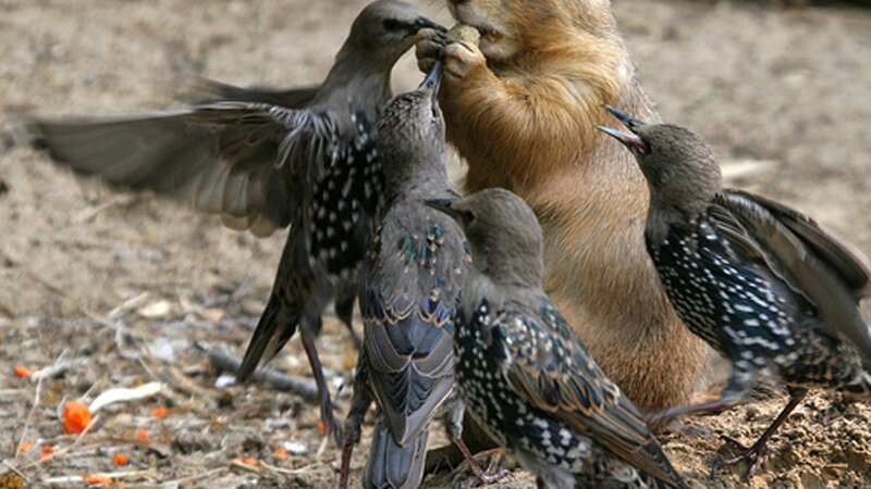 Starlings Feeding from Animal
