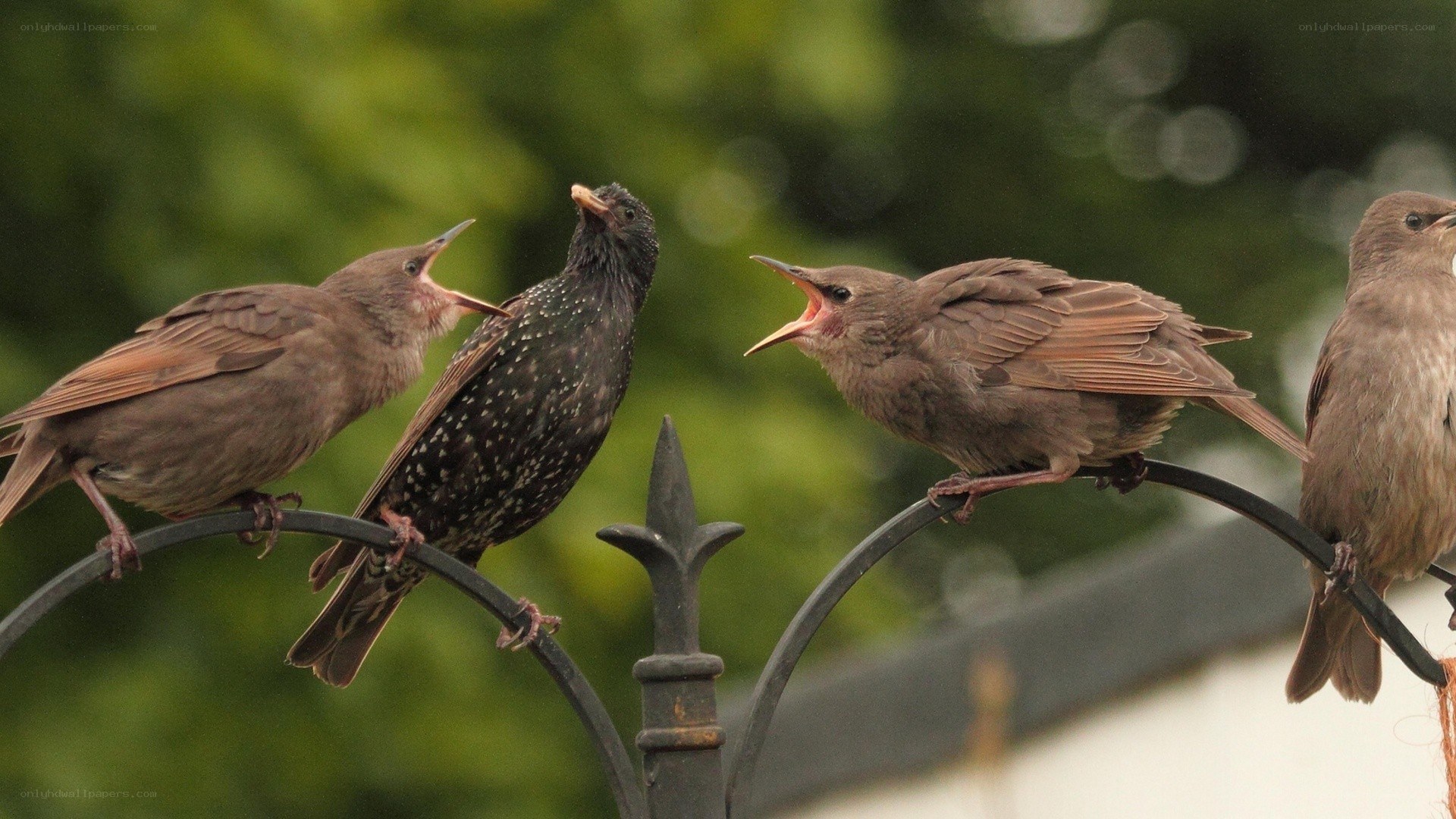 Starlings feeding young