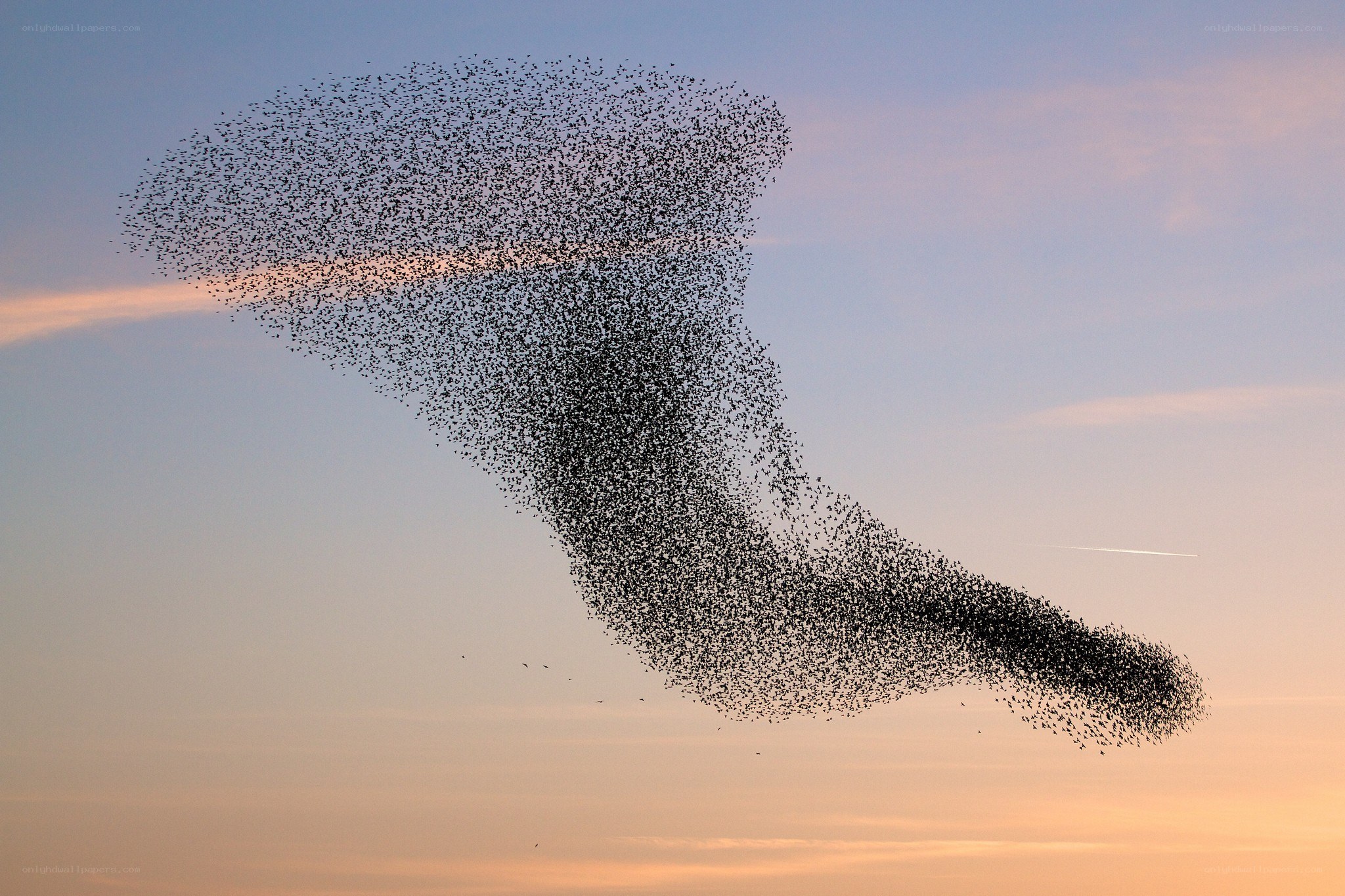 Starlings in a murmuration