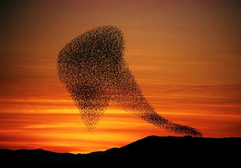 Starlings in Flight — Orange